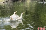 六爻八卦吉林：罕见白鸬鹚连续两年“故地重游”