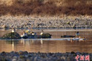 六爻八卦歙县完成安徽首个县域生物多样性调查 共记录物种近4千种